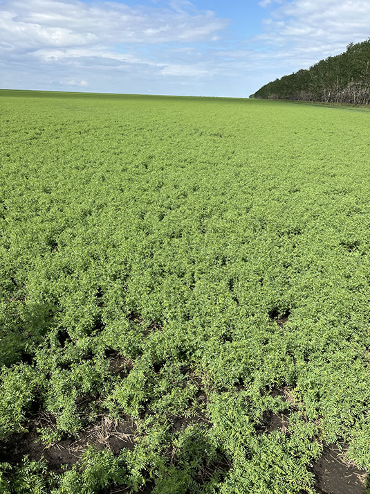 Lentils. Full image view opens in a new window.